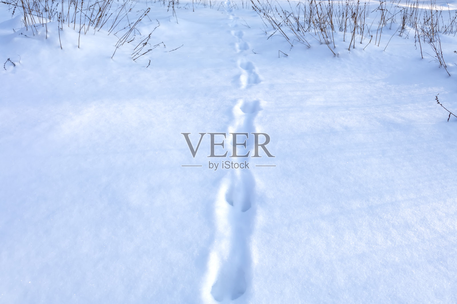 霜冻的晴天，森林里的雪地上有动物的脚印照片摄影图片