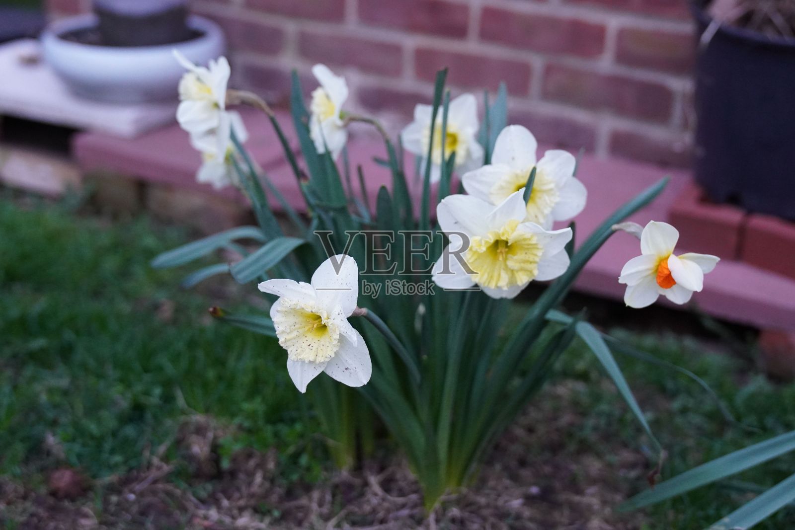 白色的水仙花生长在花园里。照片摄影图片