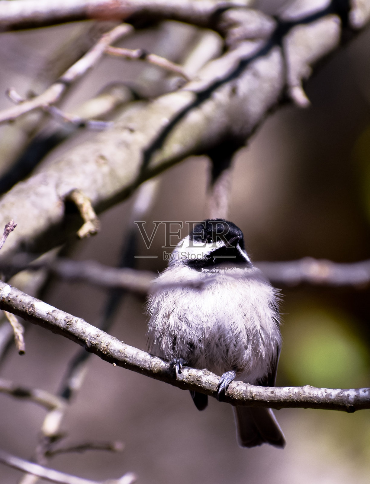 冬季鸟类照片摄影图片