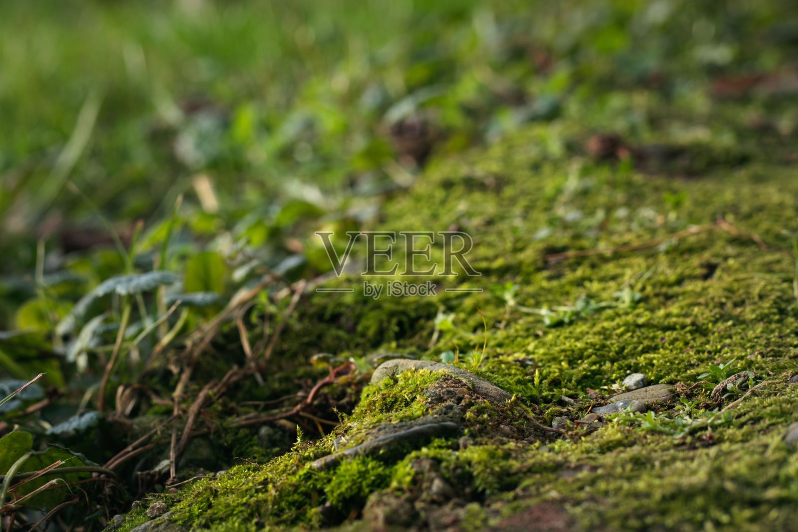 苔藓表面的特写照片摄影图片