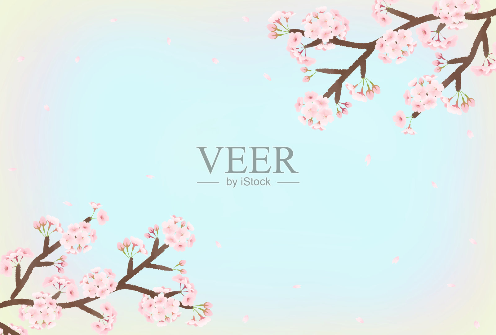 樱花开了又落;自然之美插画图片素材