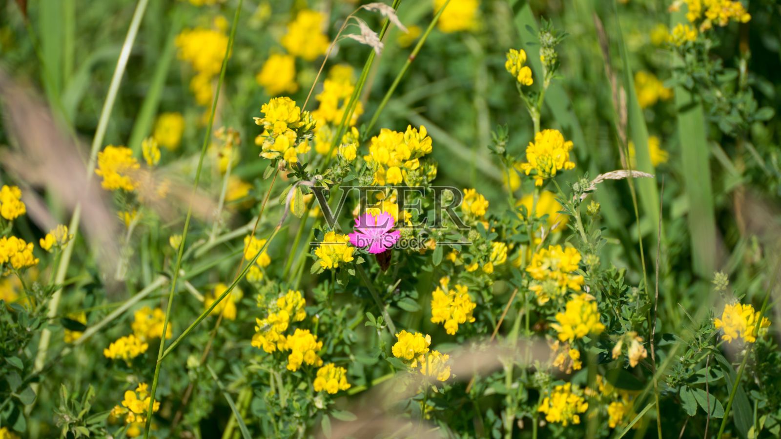 绿色的草地上有美丽的黄色和粉红色的花朵照片摄影图片