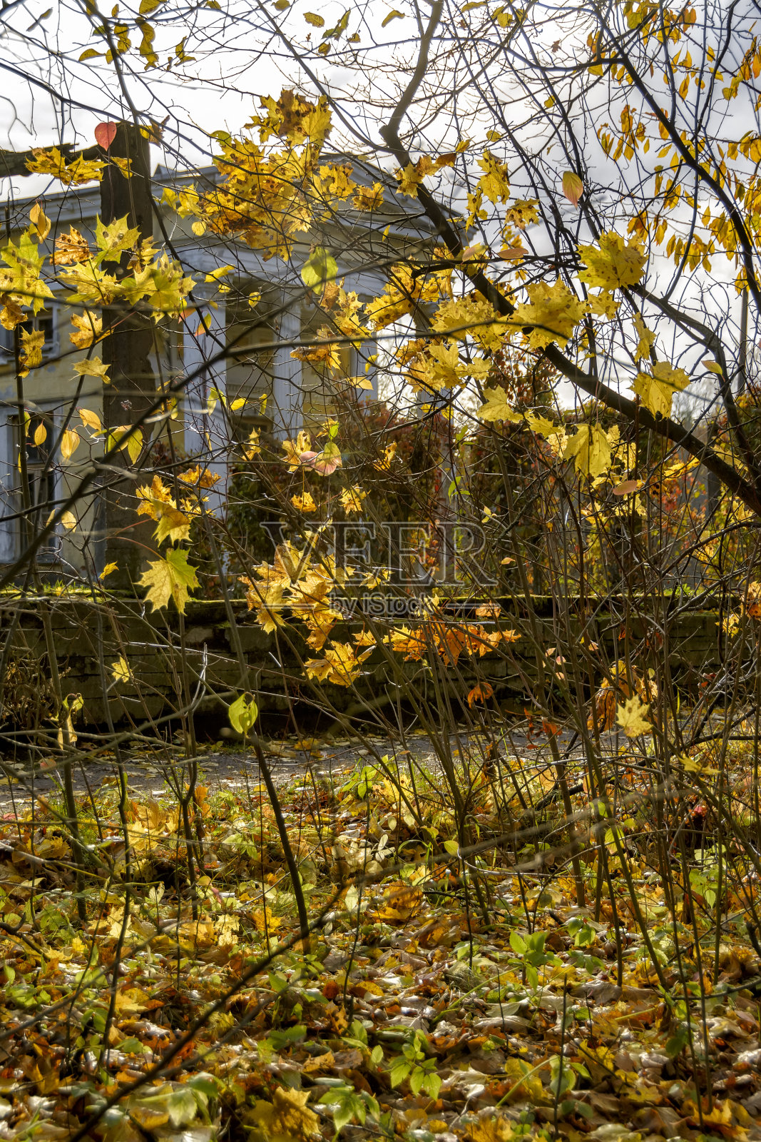 位于Leuchtenbergskys前庄园领土上的Sergeevka公园的秋季景观。照片摄影图片