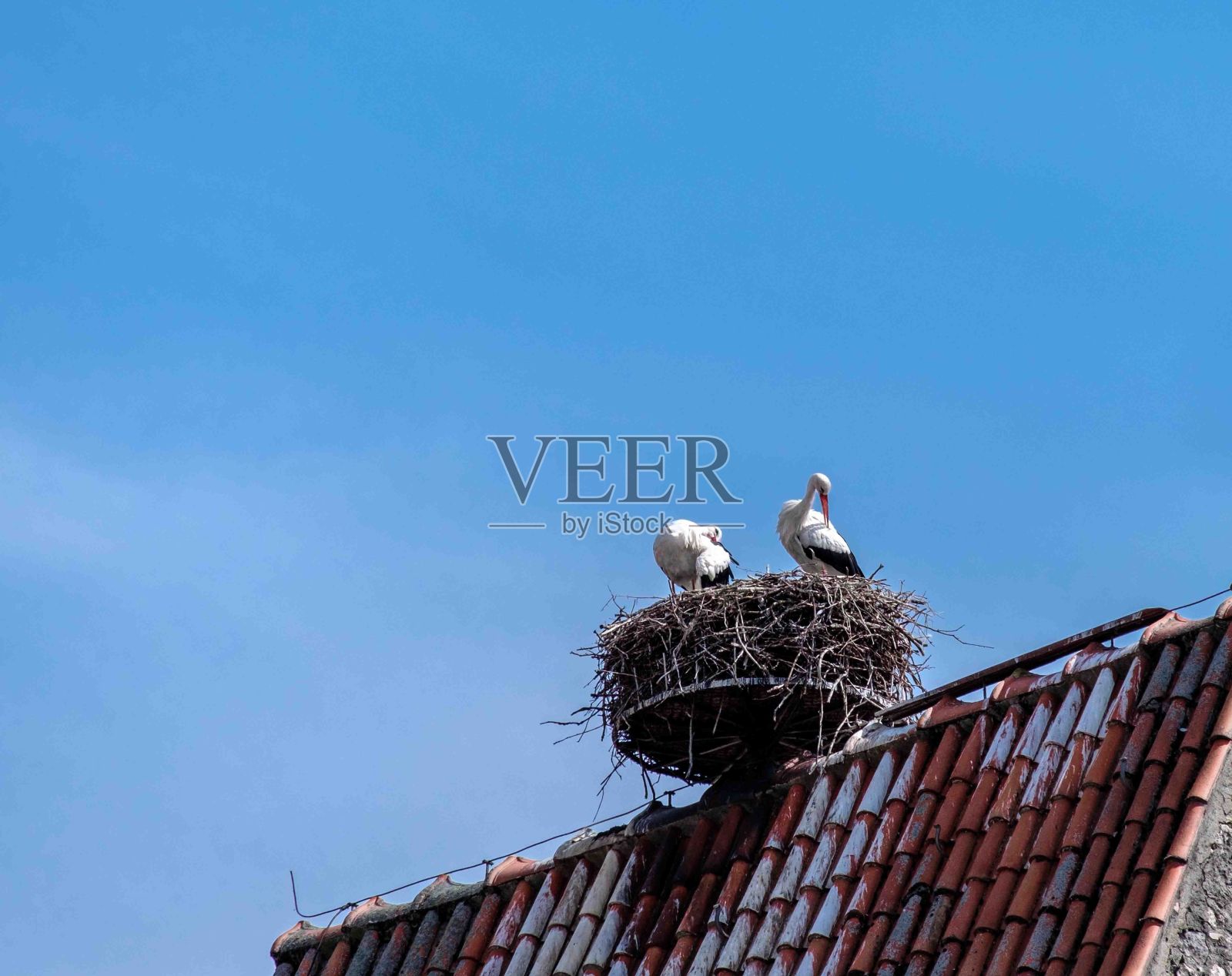 低角度拍摄鹳夫妇在他们的巢在屋顶上照片摄影图片