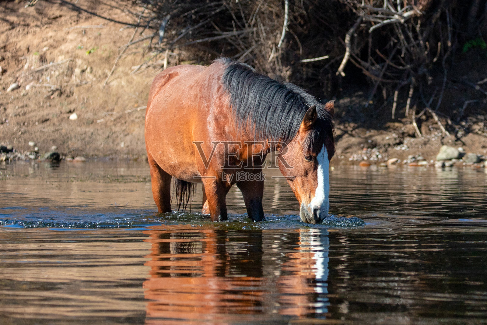 布朗湾野生种马在美国亚利桑那州梅萨附近的盐河野生饮用照片摄影图片