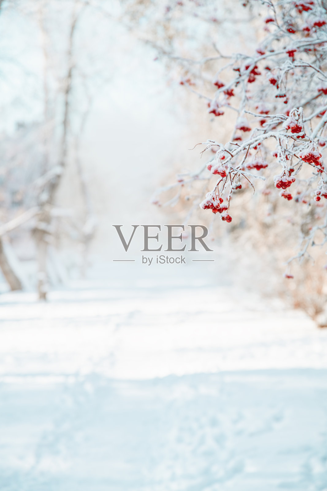 雪中的罗温树，自然的冬天背景照片摄影图片