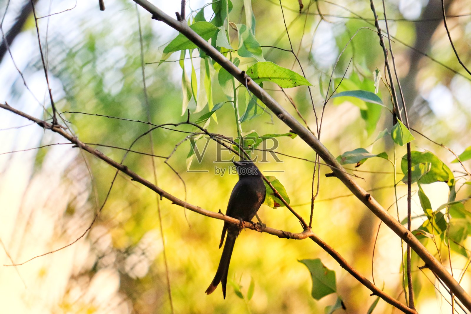 印度的动植物照片摄影图片