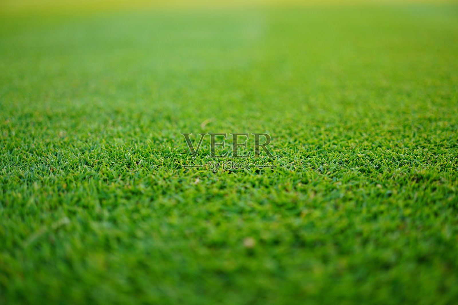 新鲜的绿色草坪高尔夫球场照片摄影图片