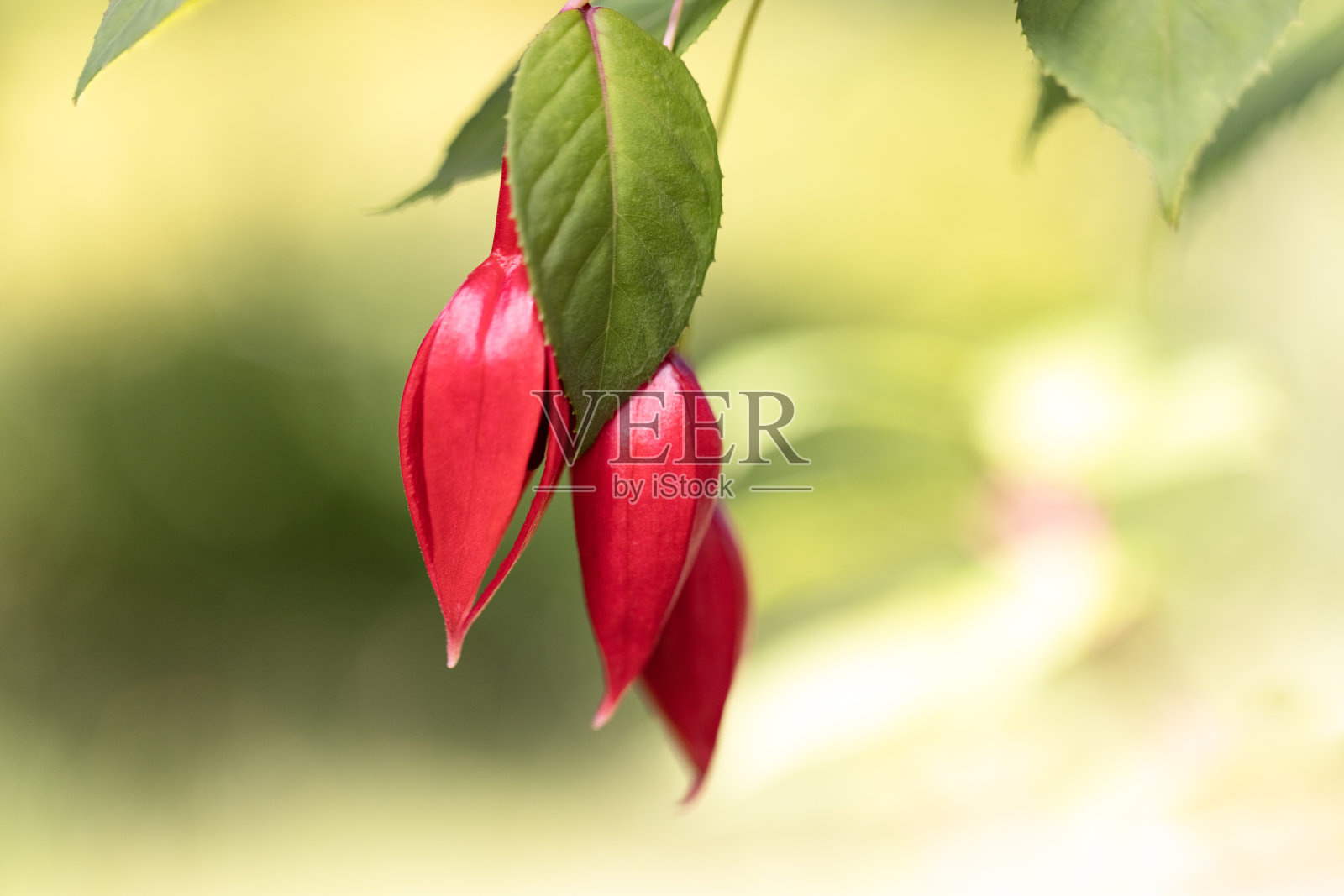 红色紫红色的美丽花蕾，背景与复制空间照片摄影图片