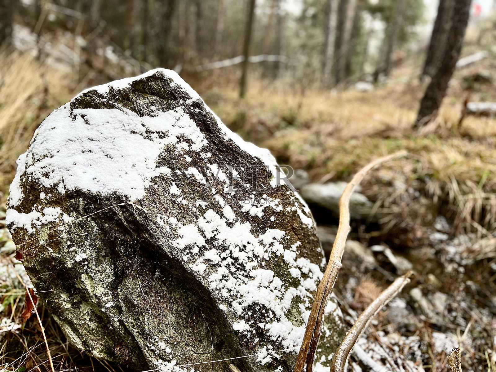 苏格兰松林照片摄影图片
