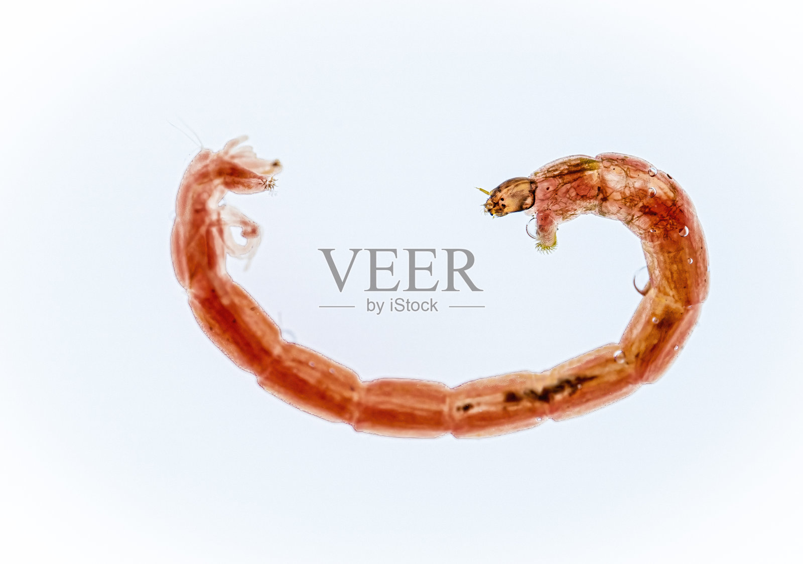 血虫照片摄影图片