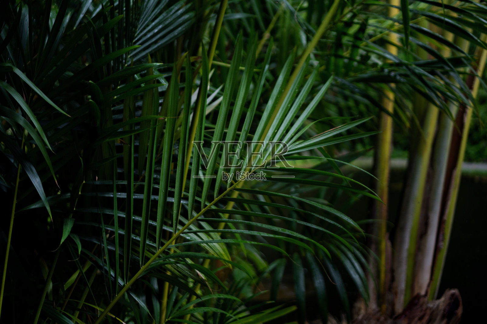 郁郁葱葱的绿色植物在热带丛林森林马来西亚槟城岛照片摄影图片