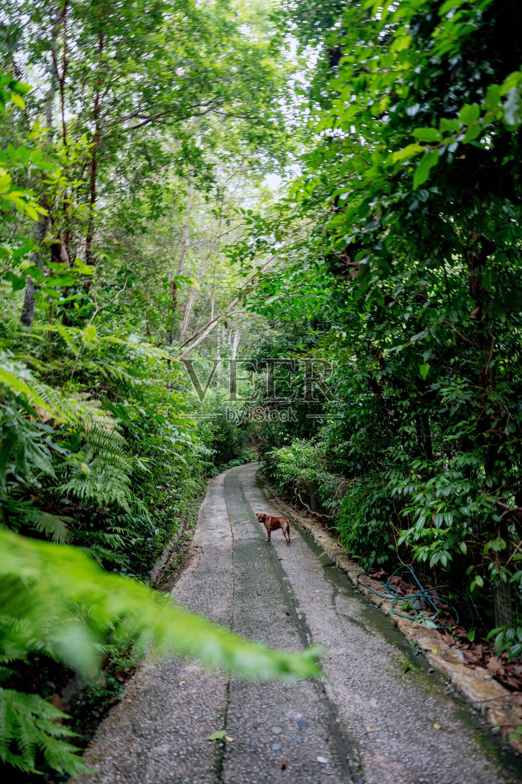 郁郁葱葱的绿色植物在热带丛林森林马来西亚槟城岛照片摄影图片