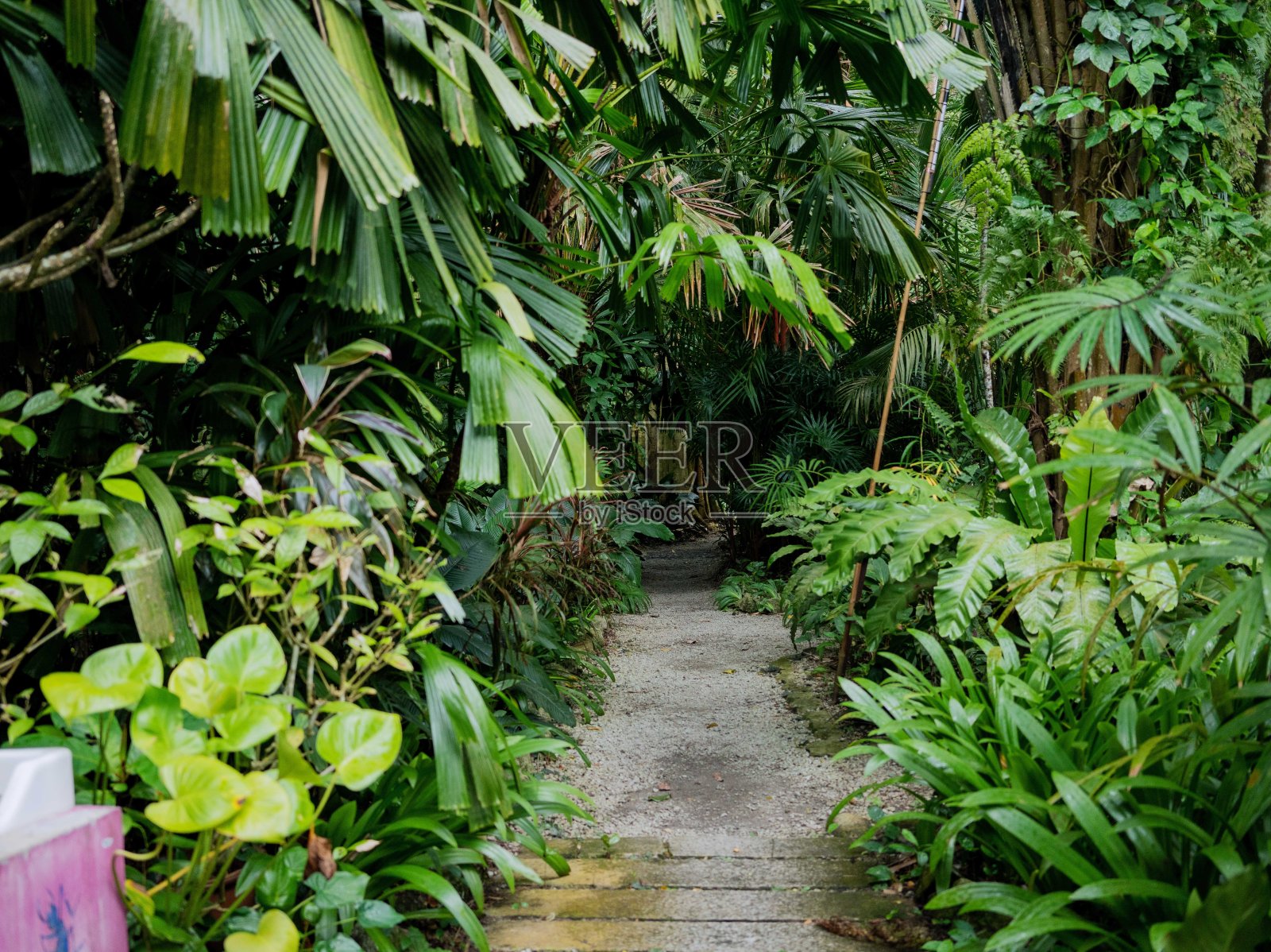 郁郁葱葱的绿色植物在热带丛林森林马来西亚槟城岛照片摄影图片