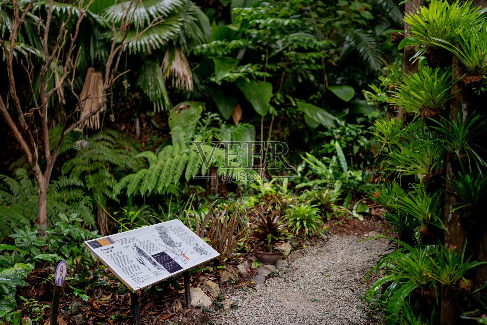 郁郁葱葱的绿色植物在热带丛林森林马来西亚槟城岛照片摄影图片