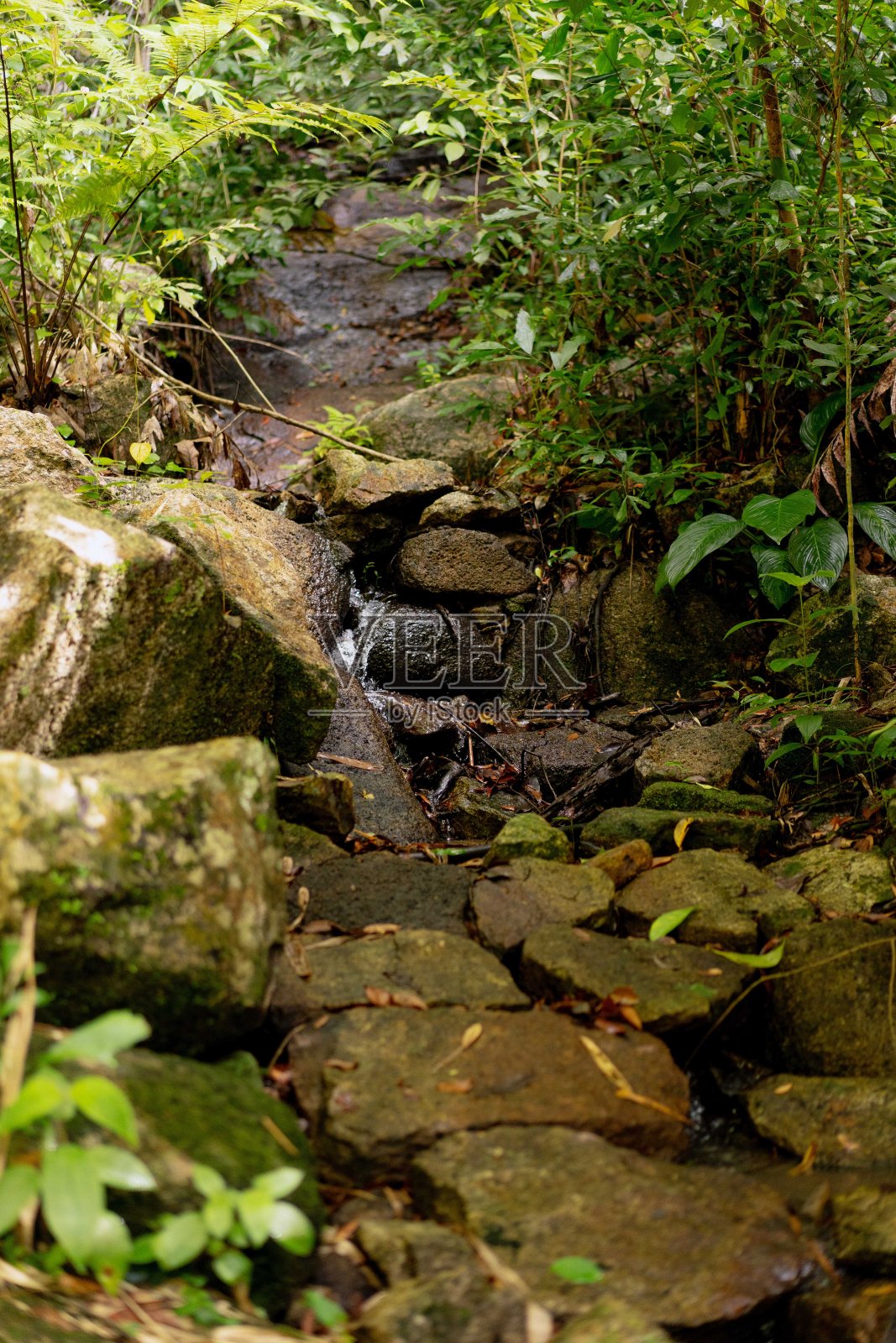 郁郁葱葱的绿色植物在热带丛林森林马来西亚槟城岛照片摄影图片