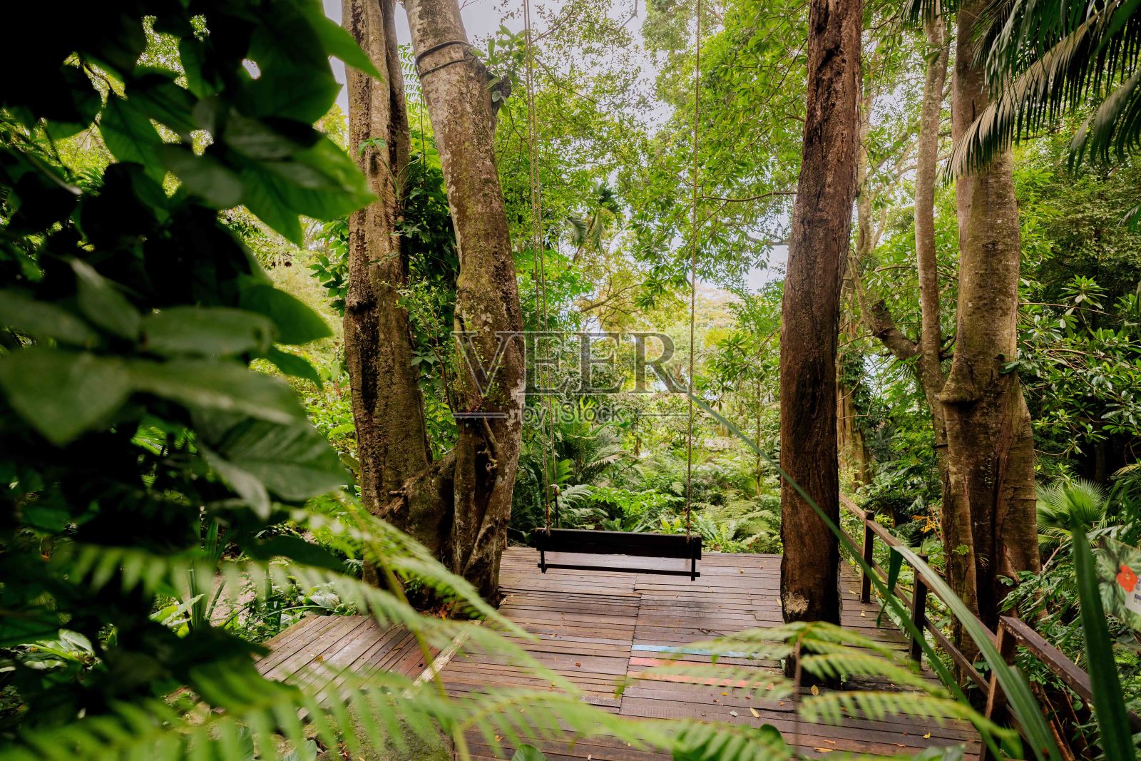郁郁葱葱的绿色植物在热带丛林森林马来西亚槟城岛照片摄影图片
