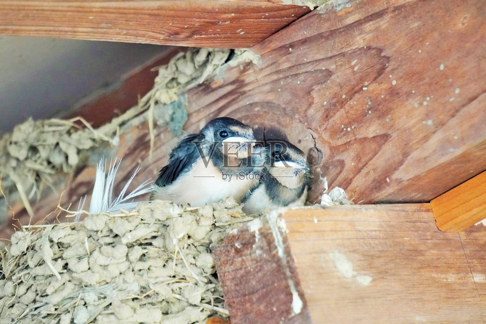 两只正在蜕皮的雏燕从巢里出来，挤在一起等着它们的父母照片摄影图片