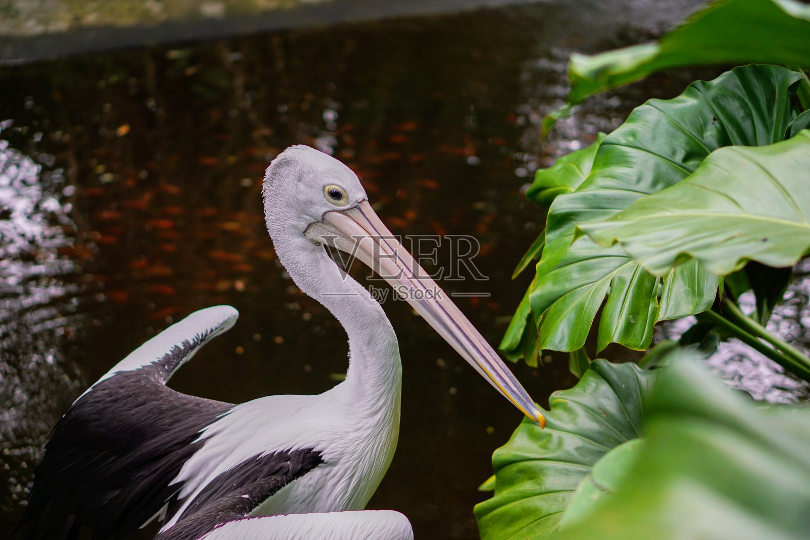 鹈鹕在动物园的鱼塘边休息照片摄影图片