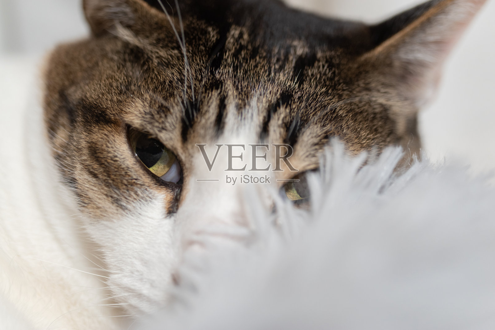 盯着猫照片摄影图片