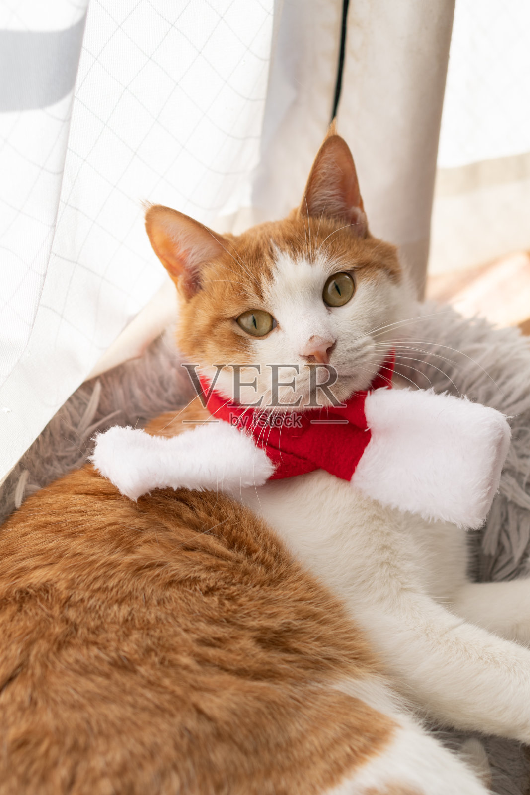 一只圣诞猫照片摄影图片