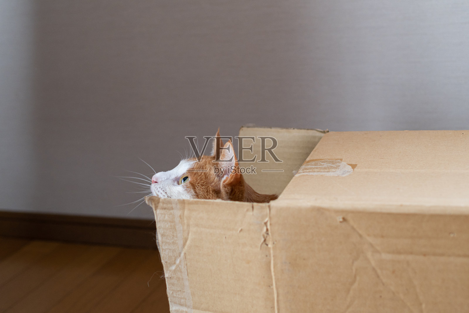 里的猫照片摄影图片