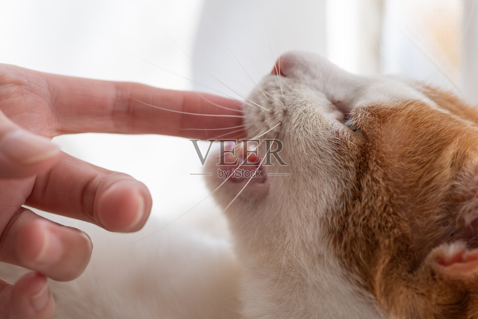 猫咬手指照片摄影图片