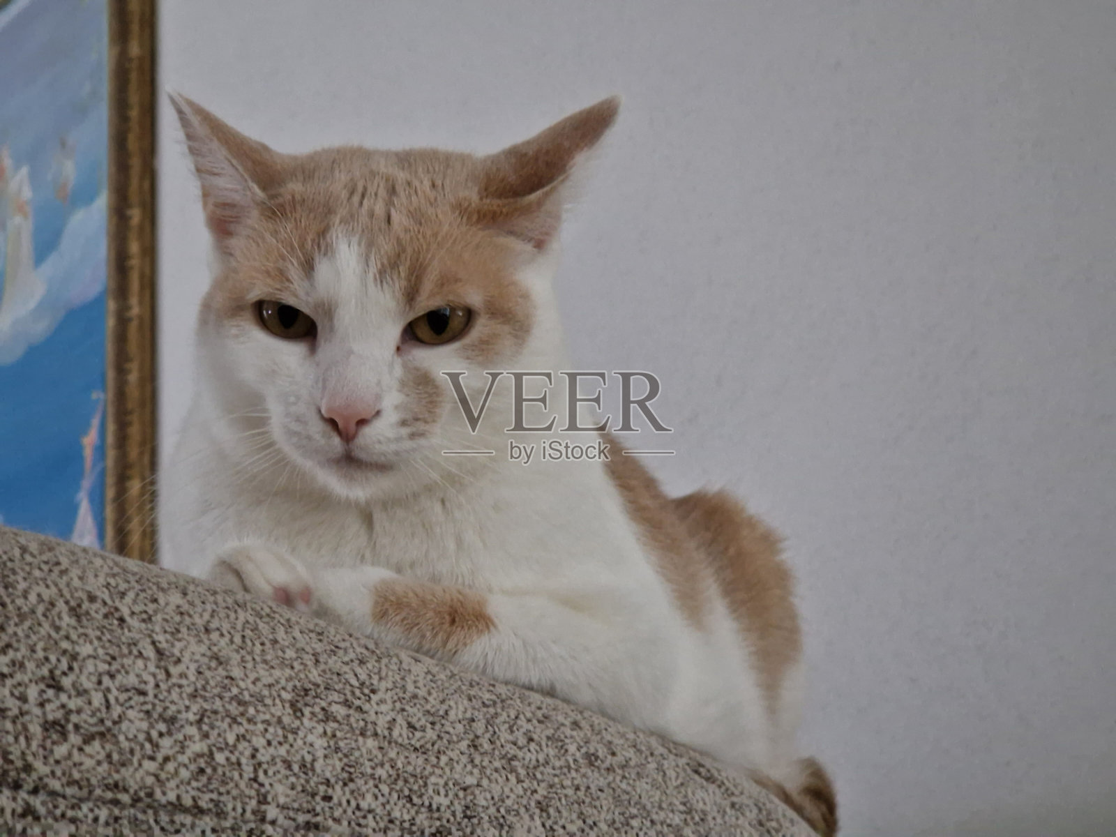 猫在沙发上在房子的照片照片摄影图片