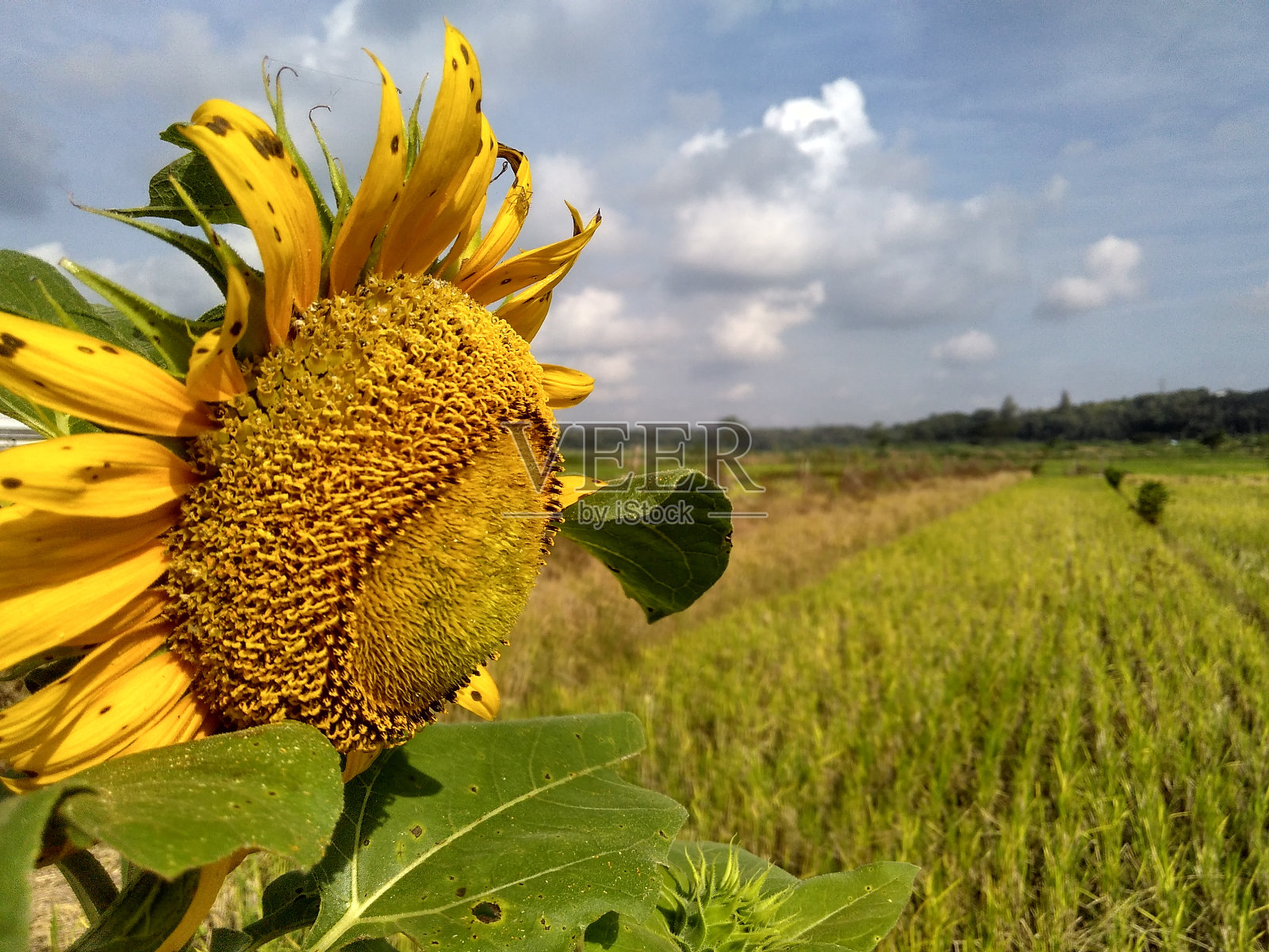 向日葵盛开的照片摄影图片