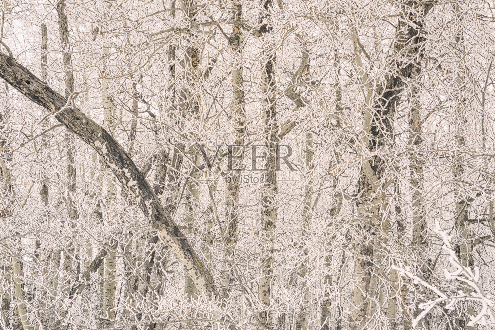 森林的树木覆盖在白霜照片摄影图片