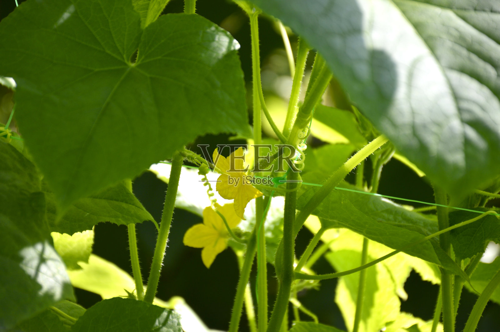一根末端有一朵花的绿色小黄瓜挂在灌木丛的树枝上照片摄影图片