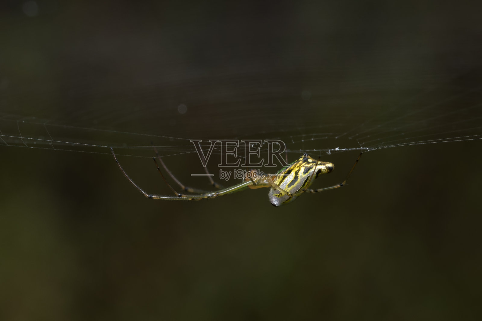 装饰圆球织女(Lecauge decorata)照片摄影图片