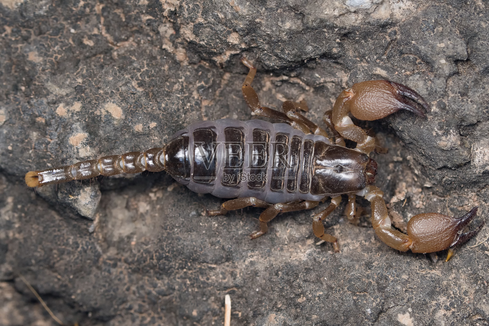 异蝎、蝎照片摄影图片