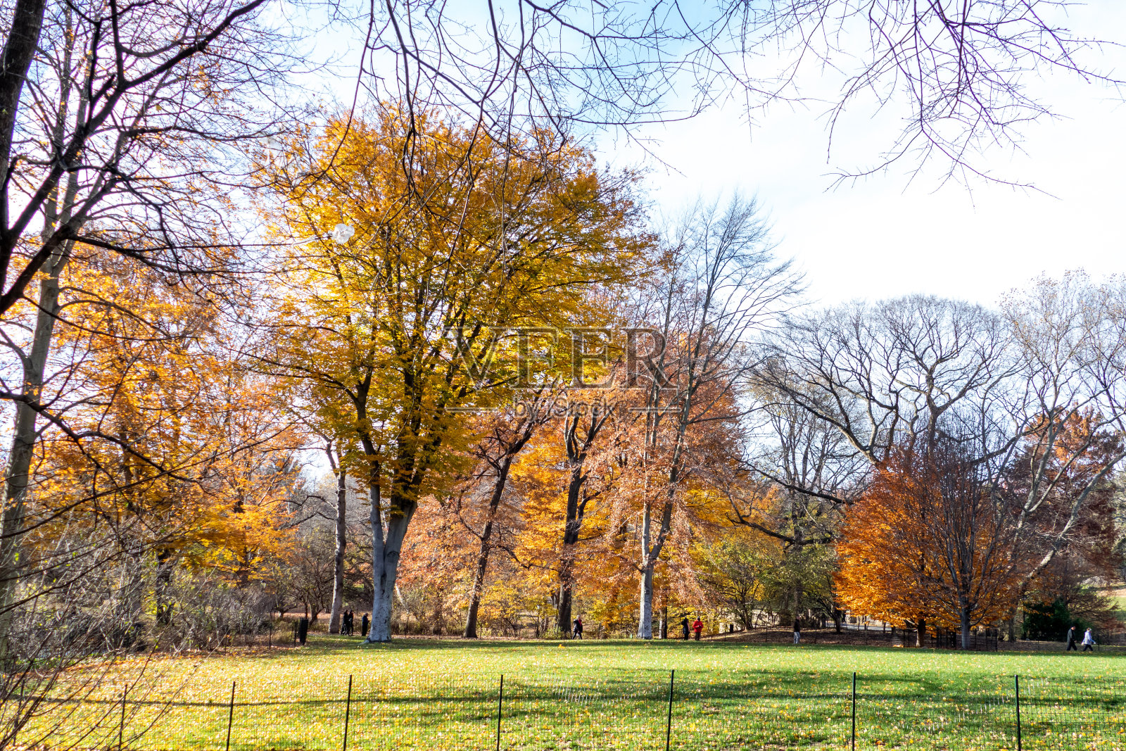 曼哈顿中央公园的美丽风景，照片摄影图片