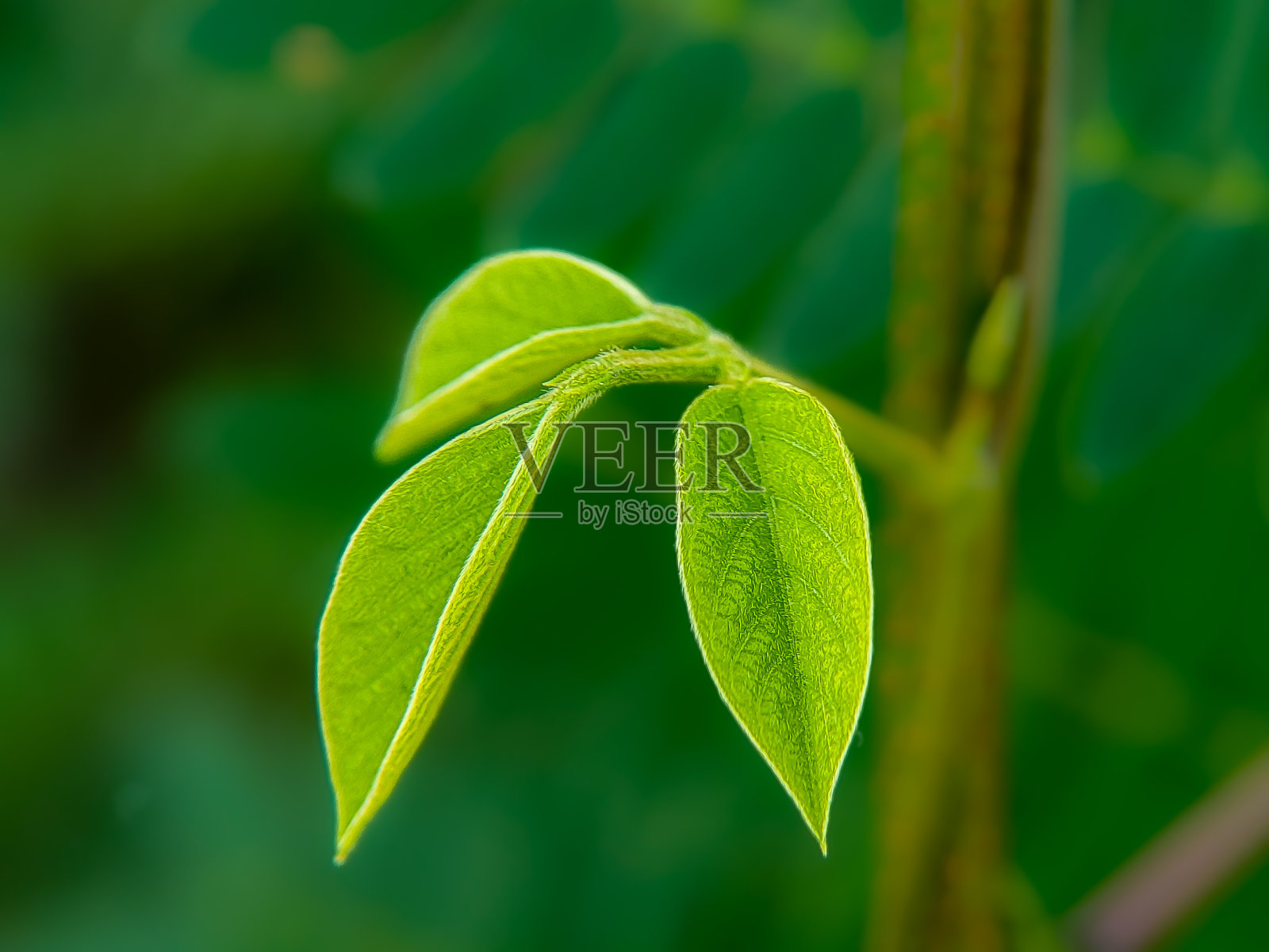 叶照片摄影图片