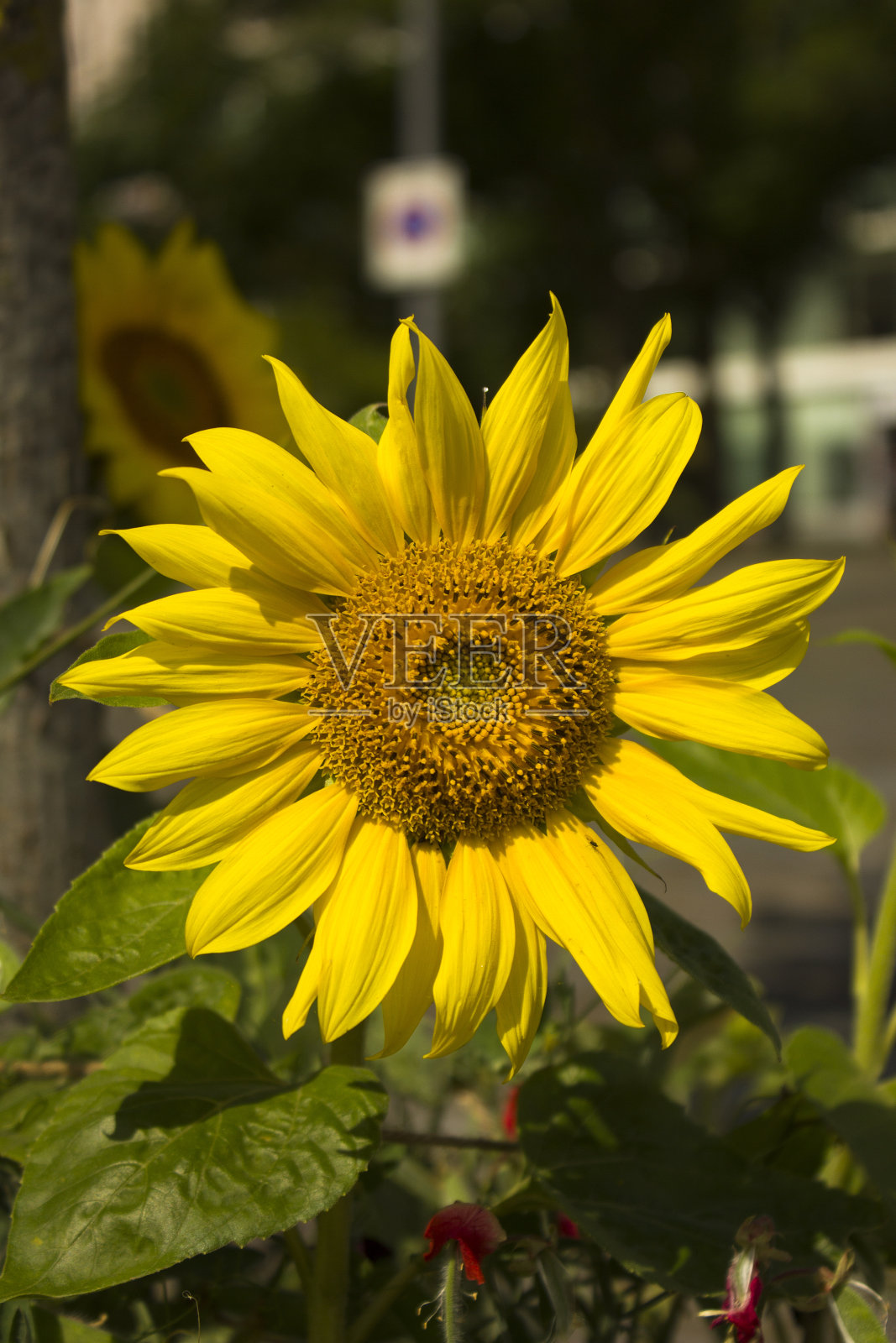田野里的向日葵照片摄影图片
