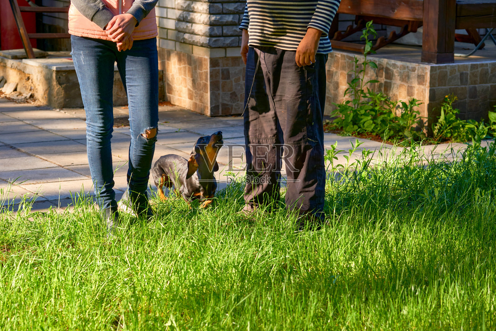 忠实的腊肠犬与他的主人和女主人在院子里打扫照片摄影图片