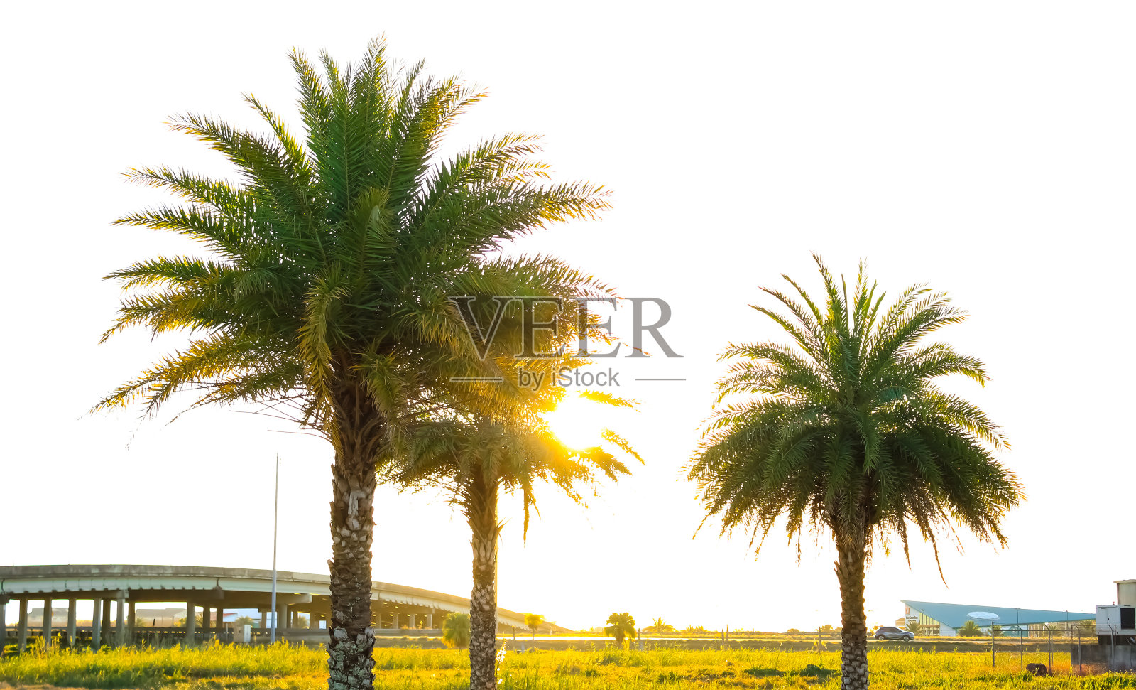 棕榈树的早晨照片摄影图片