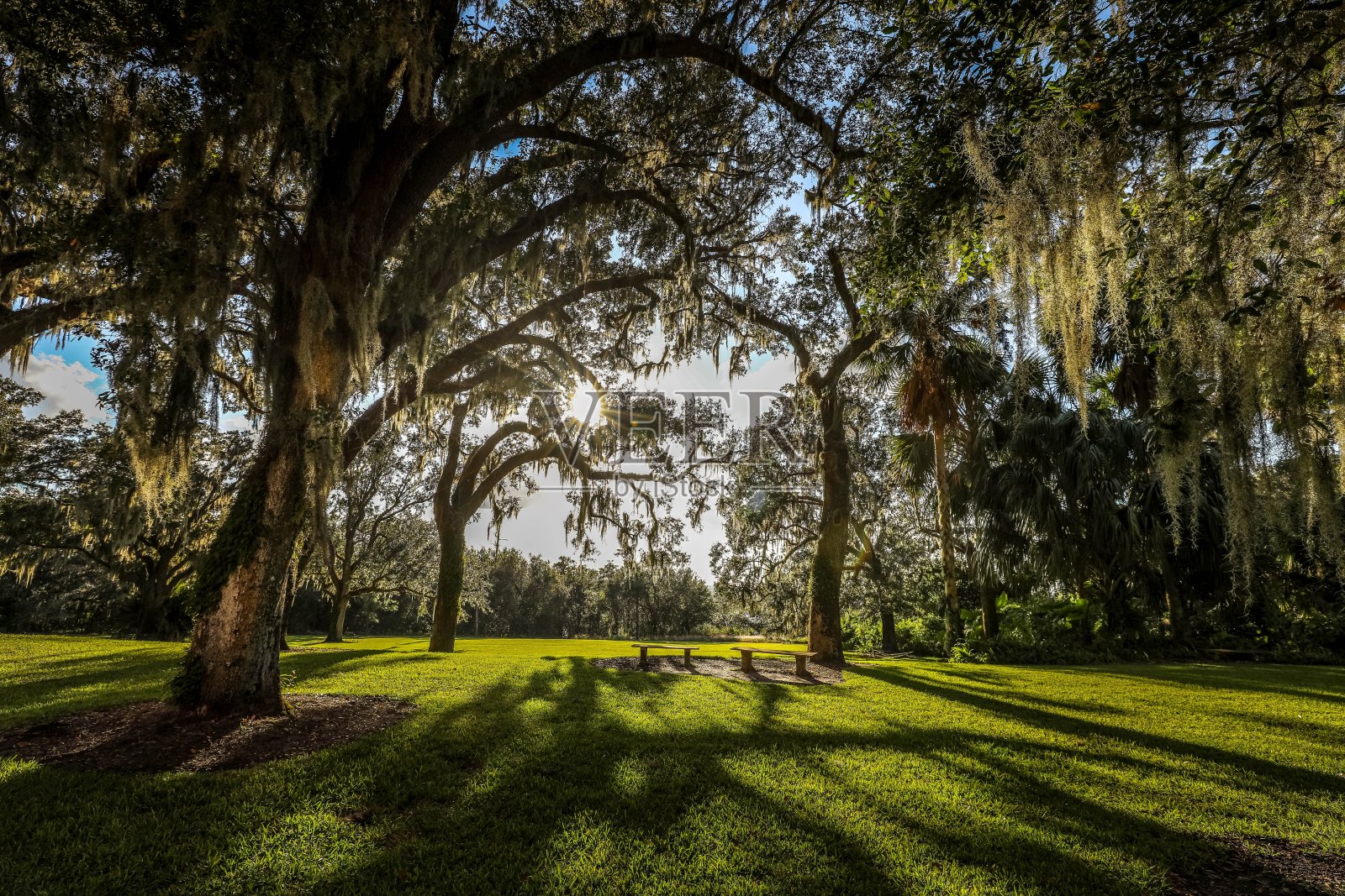 在佛罗里达州的乡村，美丽的树木覆盖着健康的绿色草地照片摄影图片