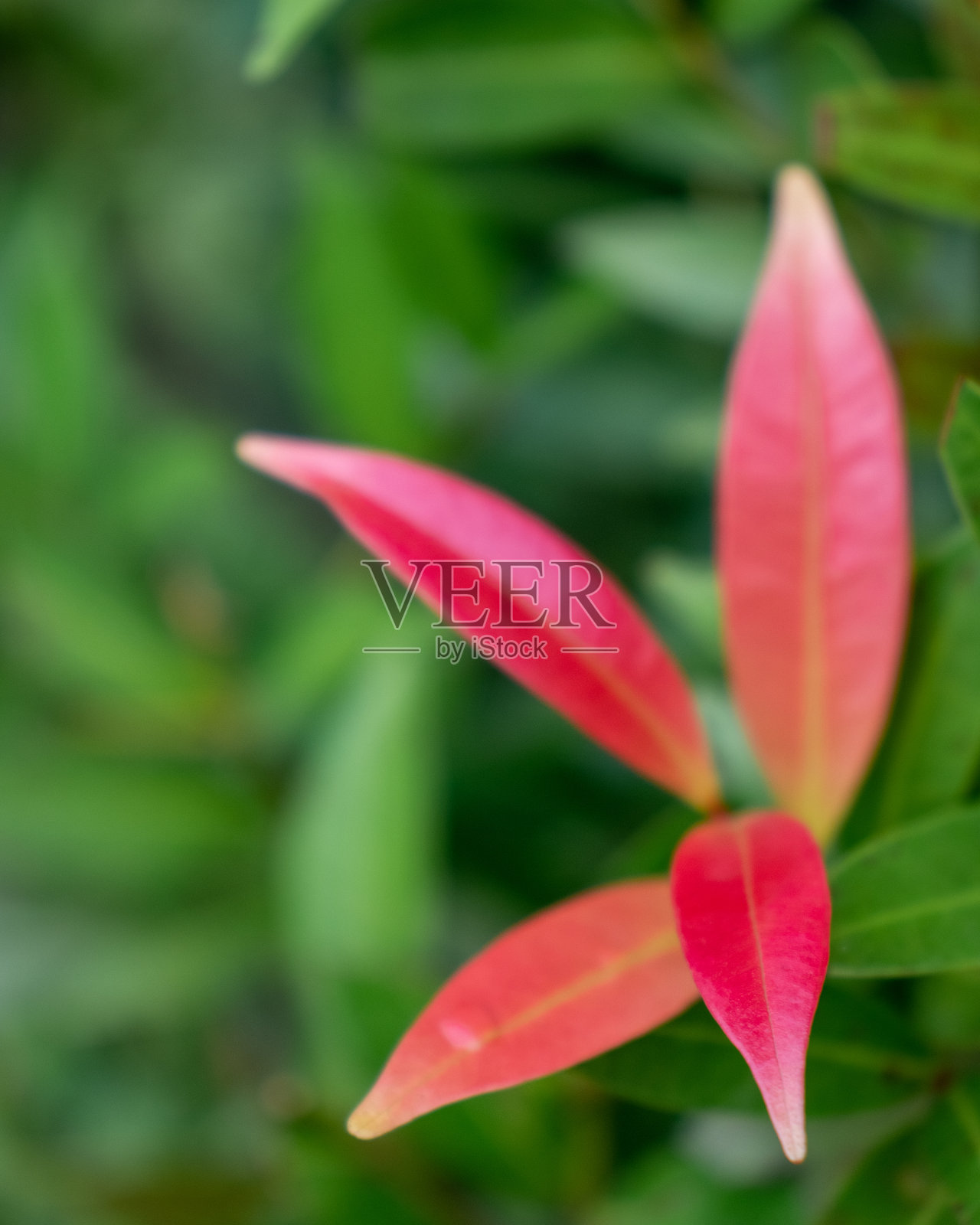 红叶，背景模糊照片摄影图片