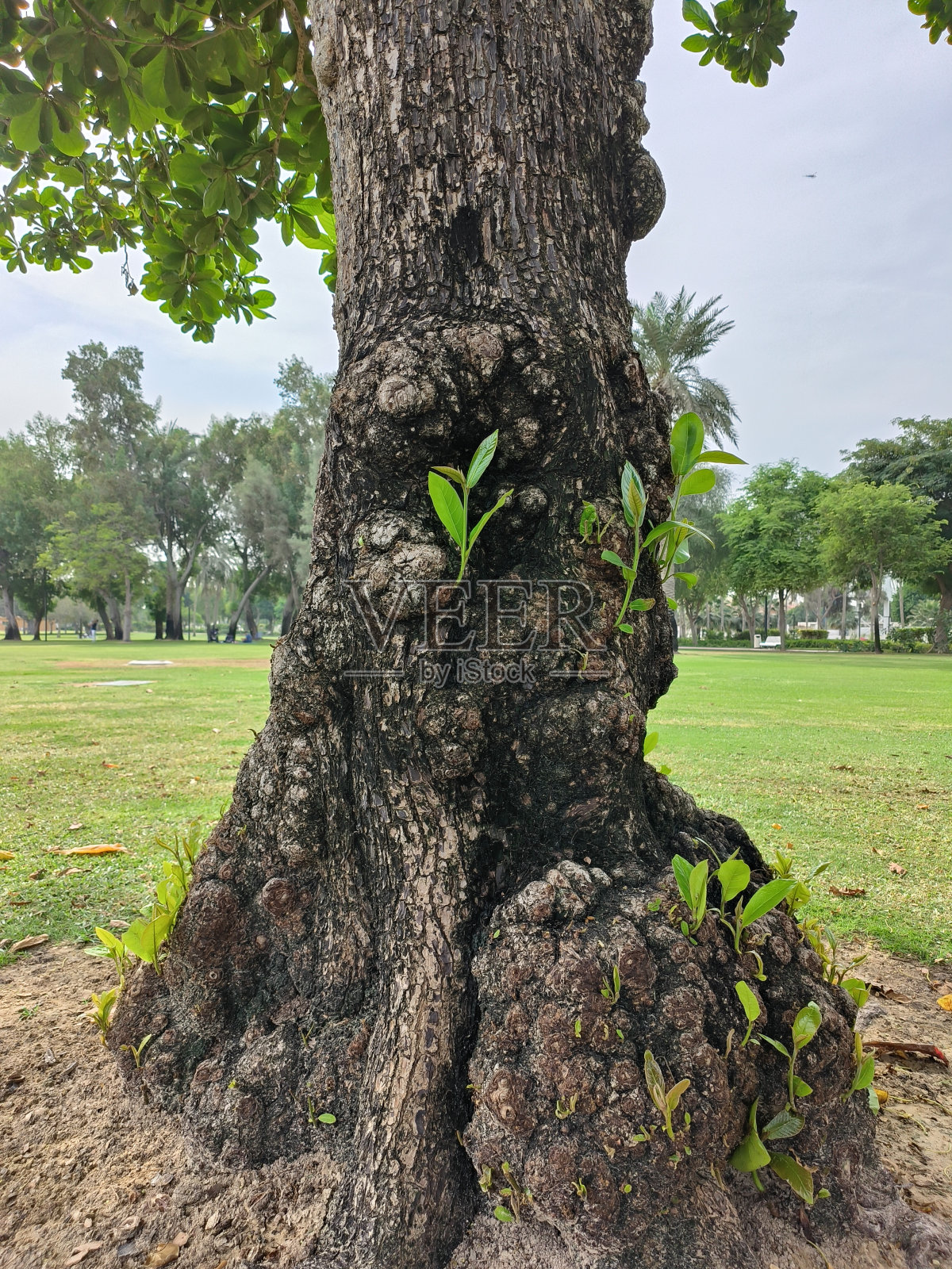 树干之美照片摄影图片