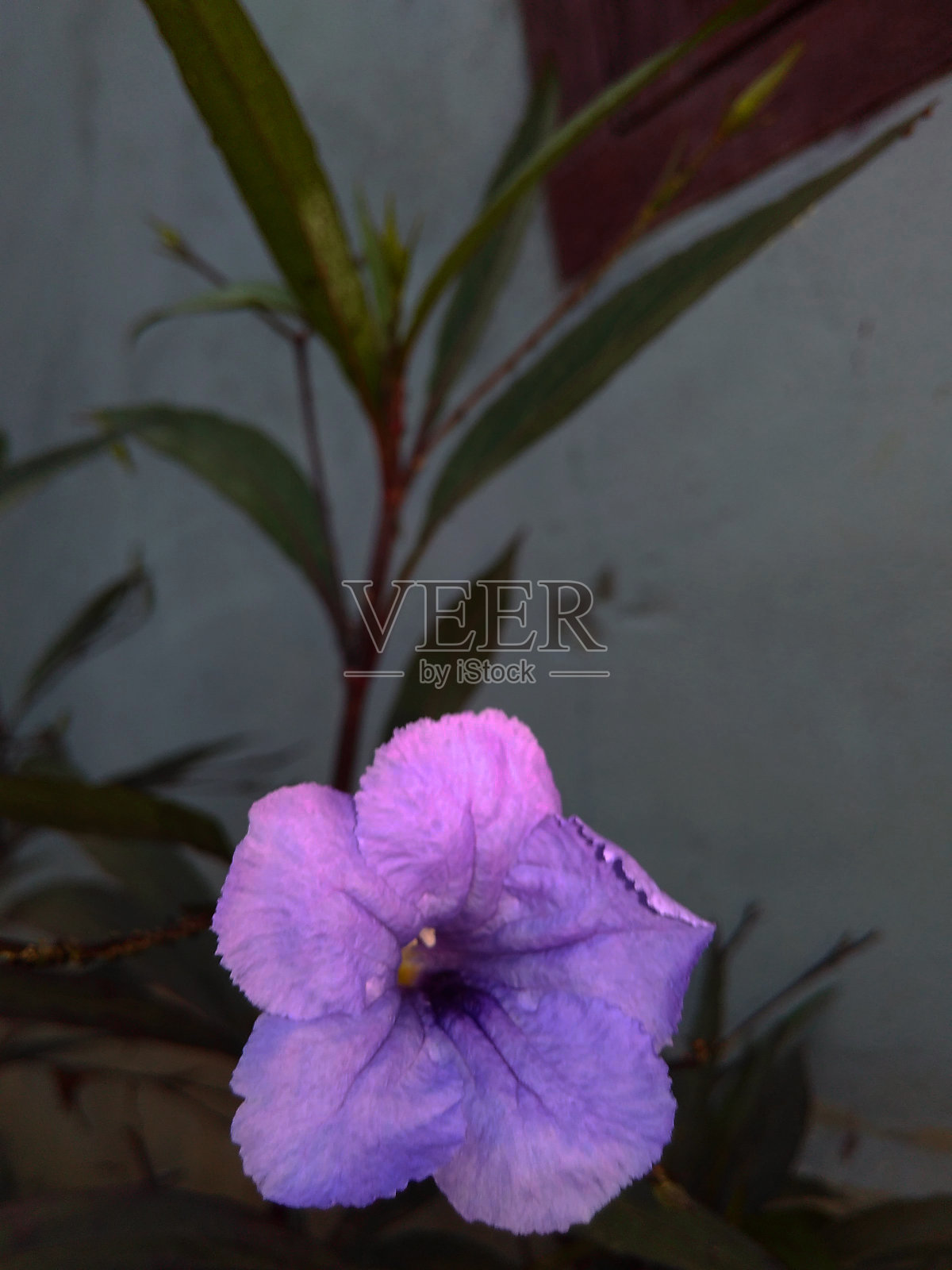 紫色肯卡纳植物照片摄影图片