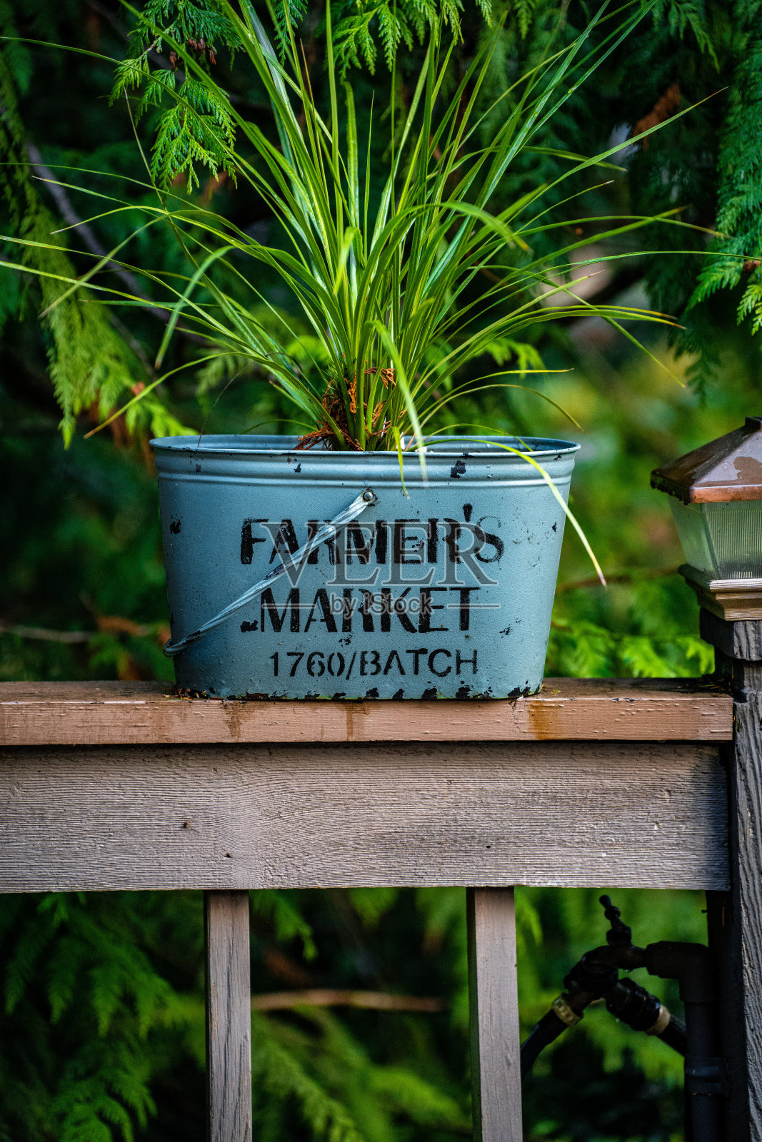 木栏杆上金属桶里的草照片摄影图片