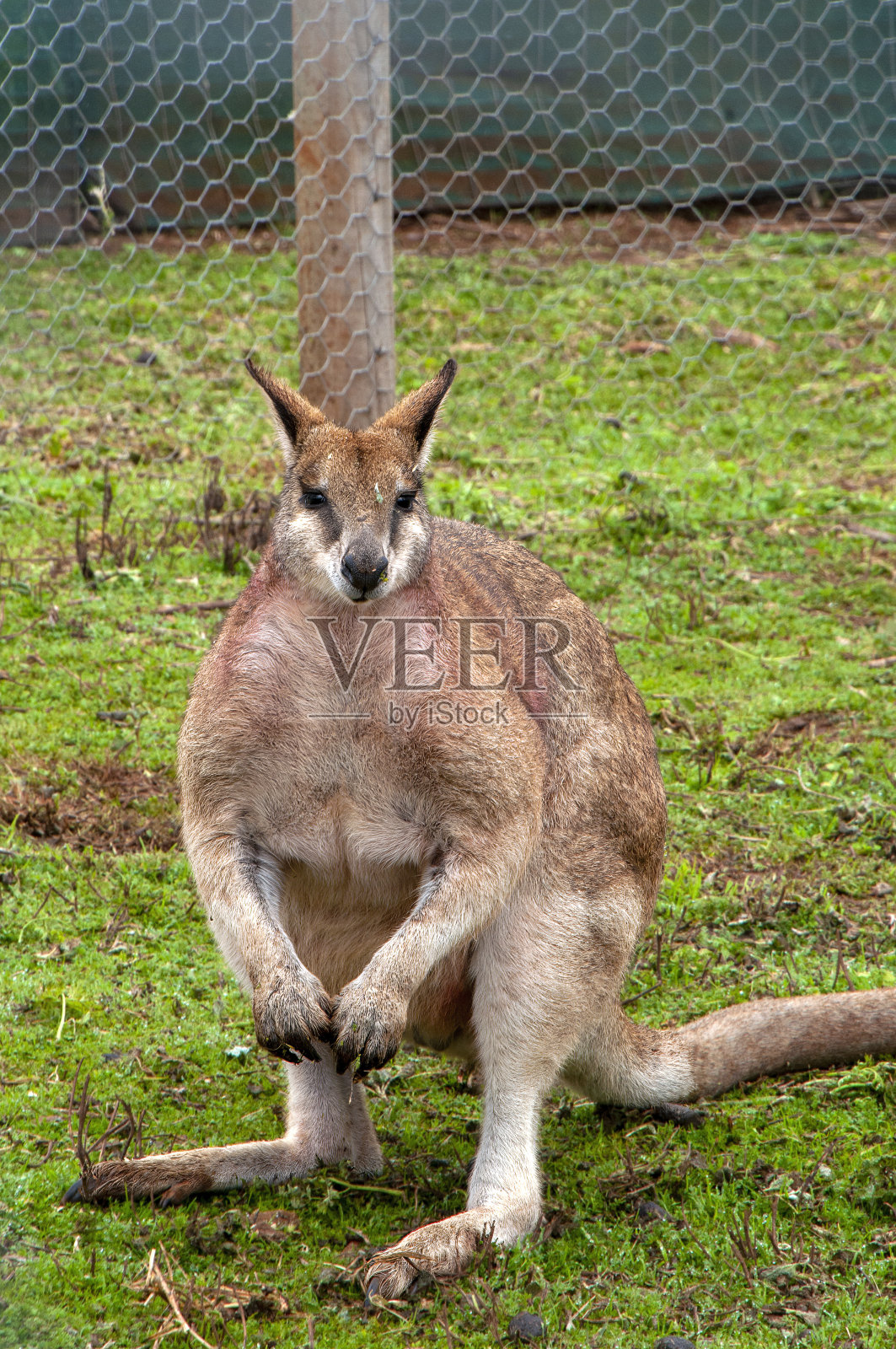 肌肉发达的男性敏捷的小袋鼠在院子里照片摄影图片