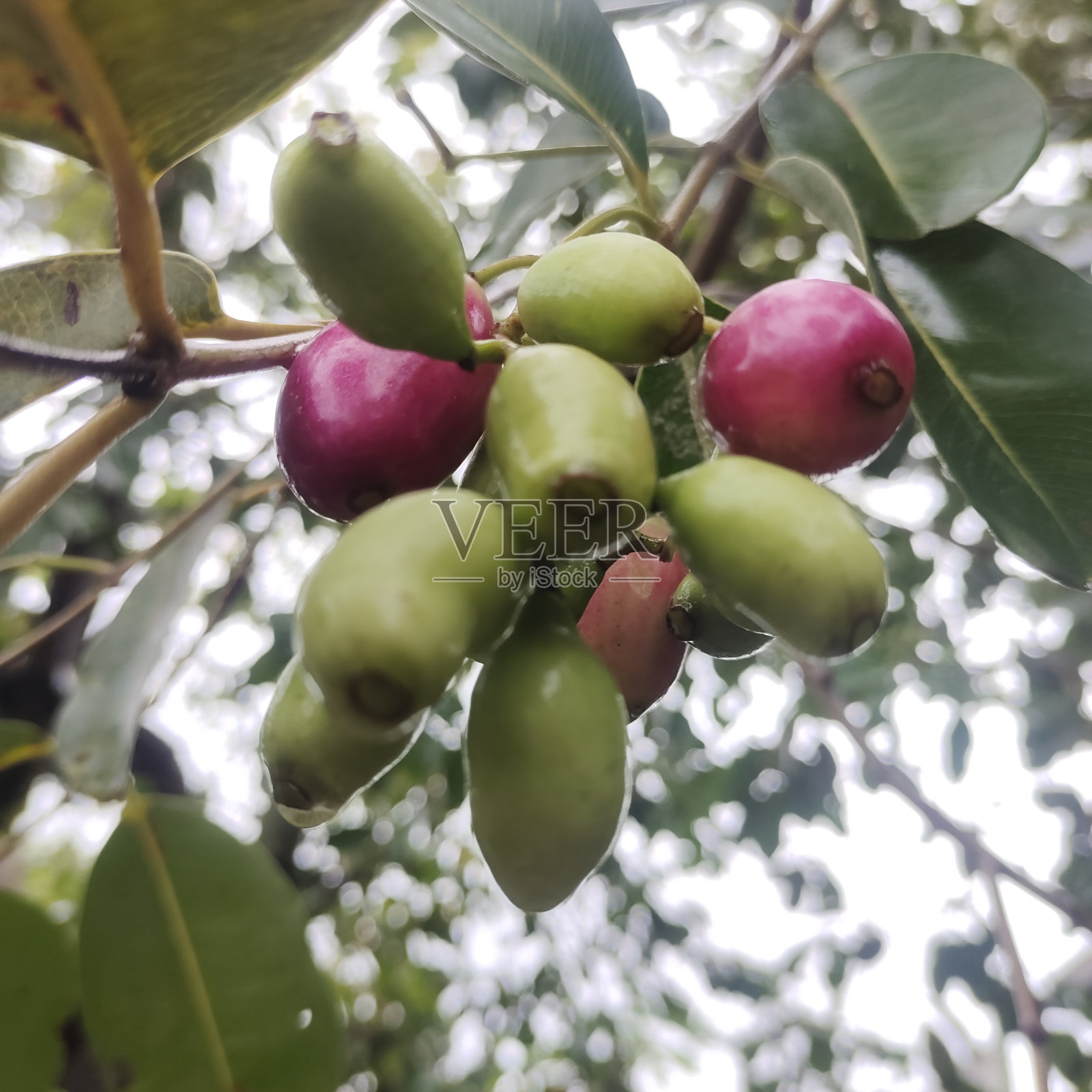 在印度尼西亚，学名为Syzygium cumini的水果Jamblang或Duwet被认为是治疗糖尿病的有效药物照片摄影图片
