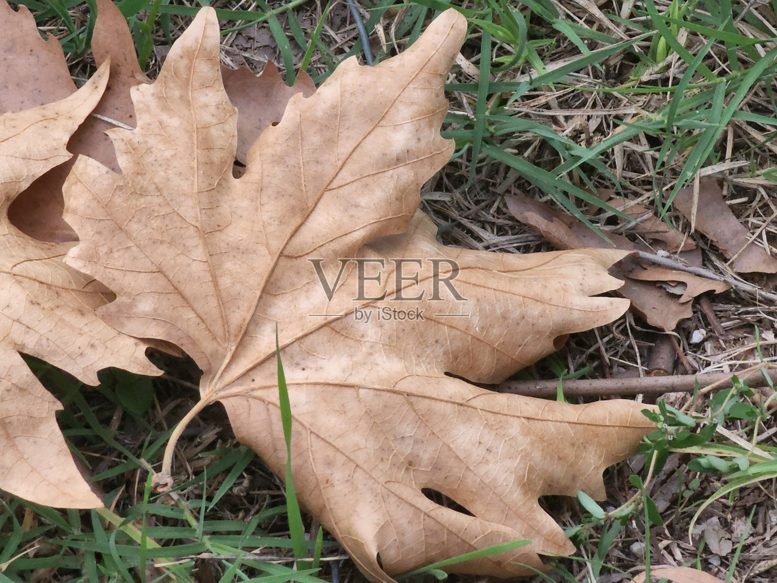 秋季照片摄影图片