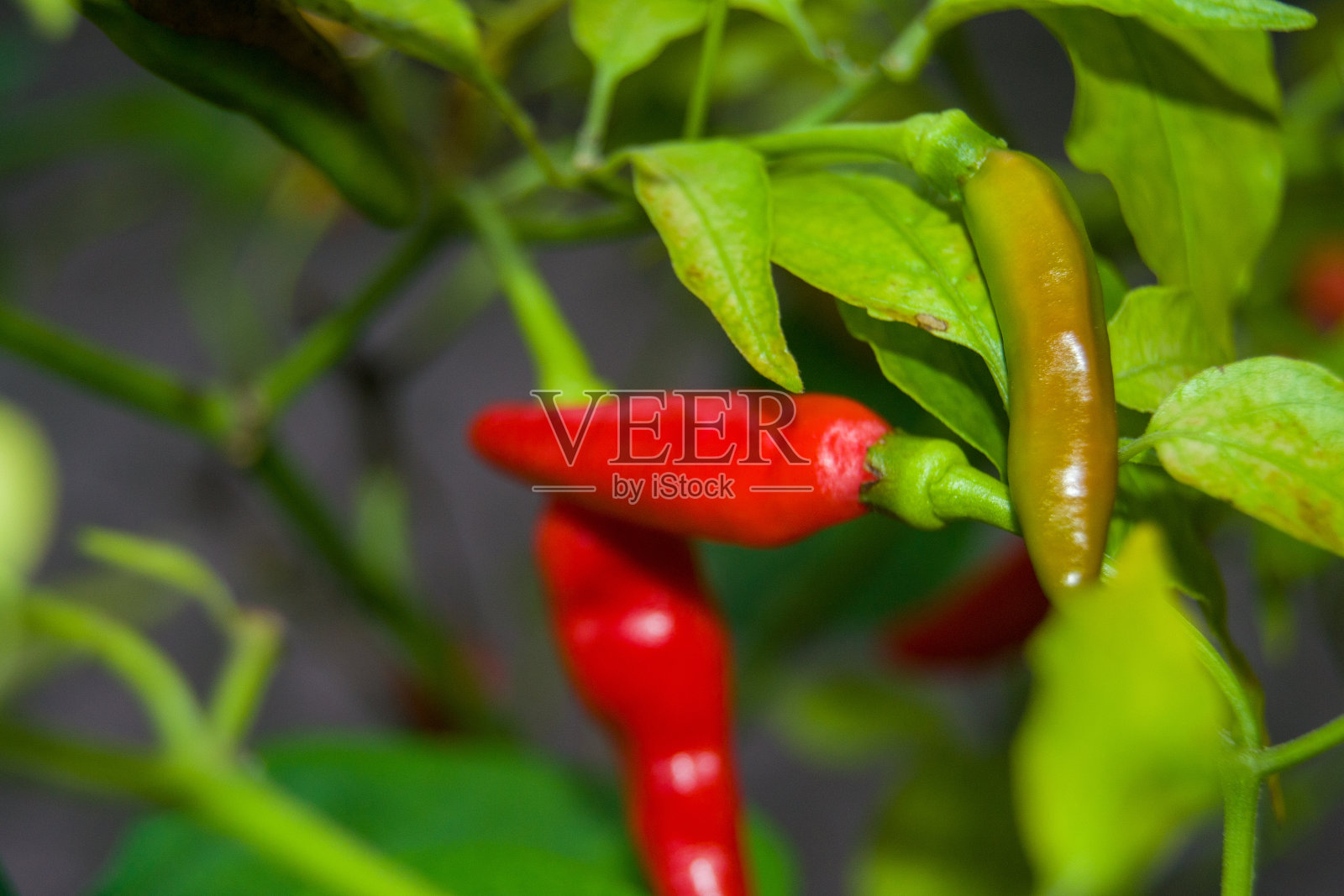 美味的红辣椒照片摄影图片