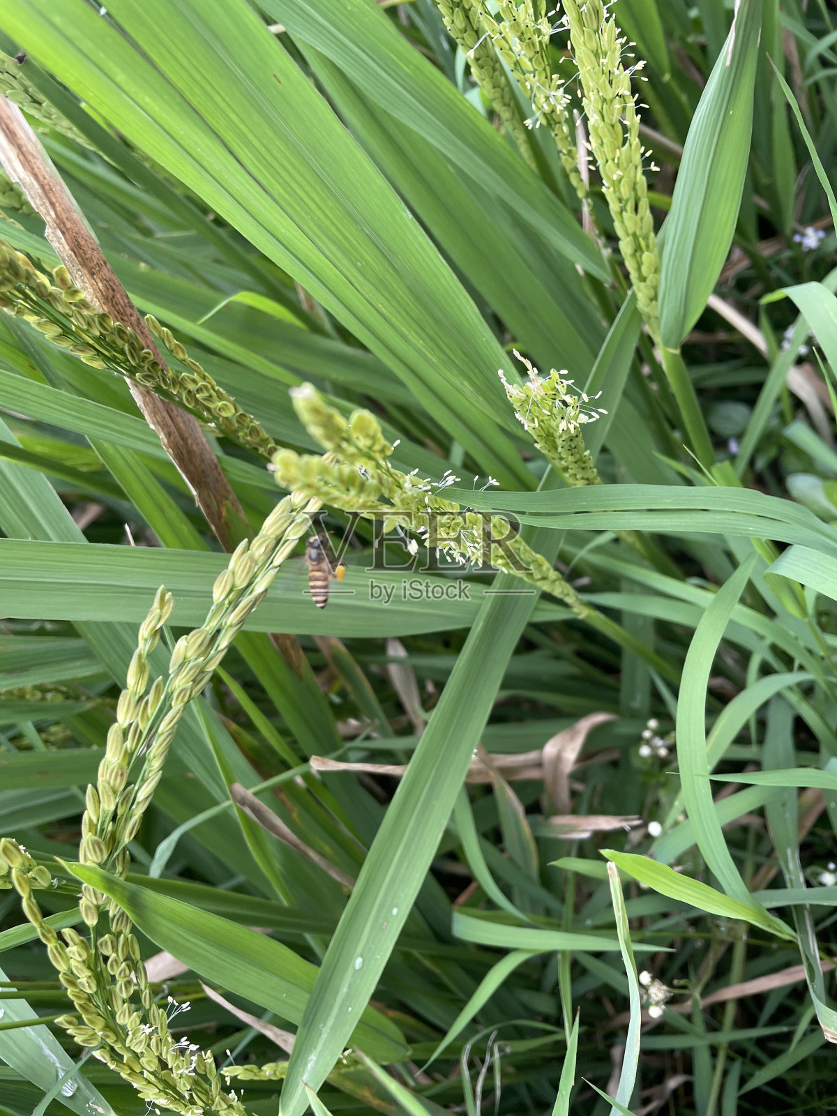 稻田和蜜蜂照片摄影图片