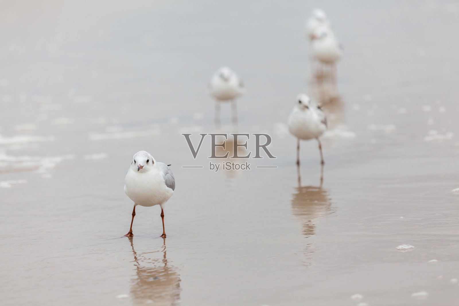 波罗的海自然环境中的海鸥。照片摄影图片