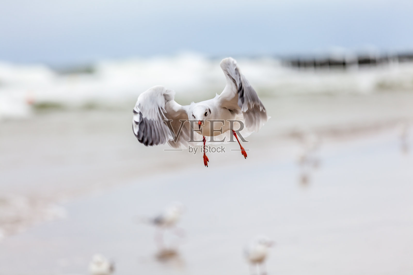 波罗的海自然环境中的海鸥。照片摄影图片